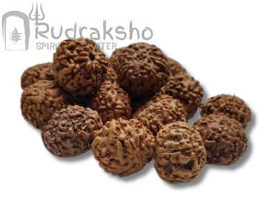 7 Mukhi Rudraksha from Indonesia
